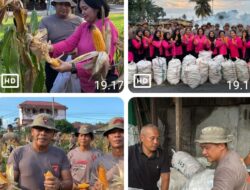 Brimob Sumut Panen 1,6 Ton Jagung di Tebing Tinggi, Bukti Nyata Komitmen Terhadap Ketahanan Pangan Nasional