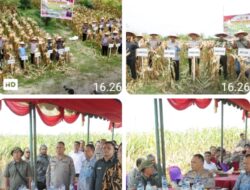 Kapolres Sergai Bersama Forkopimda Laksanakan Panen Raya Jagung Serentak Kuartal ll Tahun 2025