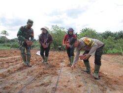 Polres Sergai Tanam Jagung Lahan 2 Hektar, Siap Mendukung Penuh Program Ketahanan dan Swasembada Pangan