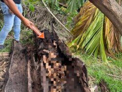 Satreskrim Polres Sergai Cek Lokasi, Penemuan Kerangka Manusia di Pohon Aren