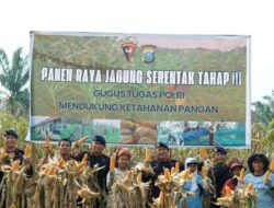 Brimob Polda Sumut Panen Raya Bersama Petani: Wujud Nyata Polri Dukung Ketahanan Pangan Nasional