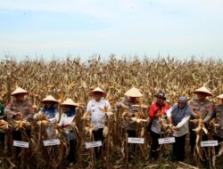 Polres Pelabuhan Belawan Laksanakan Panen Raya Jagung Program Ketahanan Pangan