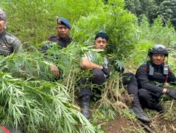Satuan Brimob Polda Sumut Musnahkan 10 Hektar Ladang Ganja di Perbukitan Mandailing Natal