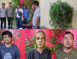 Respon Cepat Informasi Masyarakat, Polsek Dolok Masihul Amankan 3 Pelaku Tanam Pohon Ganja