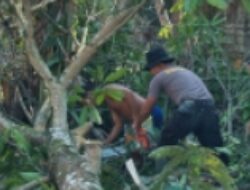 Brimob Sumut Hadir Lindungi Warga, Ancaman Pohon Mati Ditangani Pascabencana Batang Toru