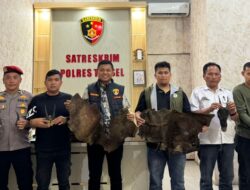 Perdagangan Ilegal Satwa Dilindungi Digagalkan di Sipirok, Polisi Amankan Sisik Trenggiling Hingga Kulit Kijang