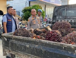 Resahkan Warga Bakaran Batu, Tiga Pencuri Sawit Diciduk Polsek Torgamba Saat Angkut Hasil Curian