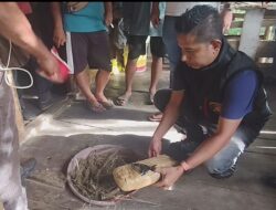 Polsek Bahorok Gagalkan Peredaran 2 Kilogram Ganja di Bukit Lawang, Seorang Pria Diamankan