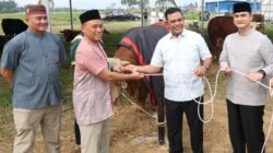 Polda Sumut Sembelih 31 Ekor Sapi di Hari Raya Idul Adha & Dibagikan dalam 4.976 Paket, Sapi Kurban Kapolda Berbobot 1 Ton