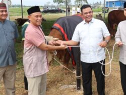 Polda Sumut Sembelih 31 Ekor Sapi di Hari Raya Idul Adha & Dibagikan dalam 4.976 Paket, Sapi Kurban Kapolda Berbobot 1 Ton