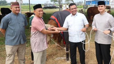 Polda Sumut Sembelih 31 Ekor Sapi di Hari Raya Idul Adha & Dibagikan dalam 4.976 Paket, Sapi Kurban Kapolda Berbobot 1 Ton