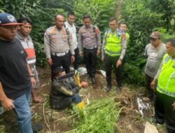 Terlibat Laka Lantas, Pria 69 Tahun Kedapatan Bawa Ganja, Polres Karo Kembangkan Ke Ladangnya